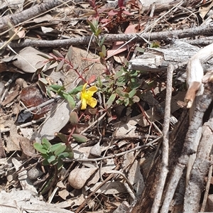 Hypericum gramineum at Lyneham, ACT - 29 Sep 2024