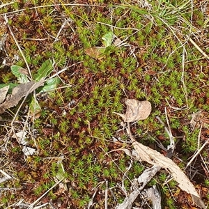 Polytrichum at Lyneham, ACT - 29 Sep 2024 12:41 PM