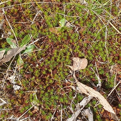 Polytrichum at Lyneham, ACT - 29 Sep 2024 by MPhillips