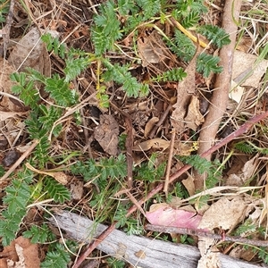 Acaena sp. at Lyneham, ACT - 29 Sep 2024