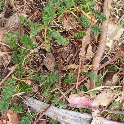 Acaena sp. (A Sheep's Burr) at Lyneham, ACT - 29 Sep 2024 by MPhillips