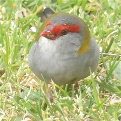 Neochmia temporalis (Red-browed Finch) at Braidwood, NSW - 27 Sep 2024 by MatthewFrawley