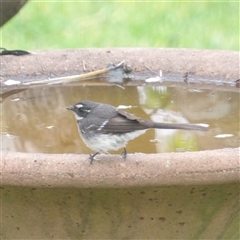 Rhipidura albiscapa (Grey Fantail) at Braidwood, NSW - 29 Sep 2024 by MatthewFrawley