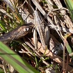 Perunga ochracea (Perunga grasshopper, Cross-dressing Grasshopper) at Whitlam, ACT - 30 Sep 2024 by SteveBorkowskis