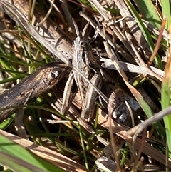 Perunga ochracea at Whitlam, ACT - 30 Sep 2024 02:14 PM