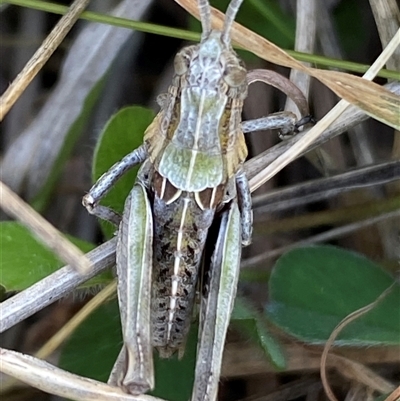 Perunga ochracea (Perunga grasshopper, Cross-dressing Grasshopper) at Whitlam, ACT - 30 Sep 2024 by SteveBorkowskis