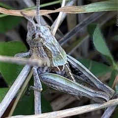 Perunga ochracea at Whitlam, ACT - 30 Sep 2024 01:39 PM