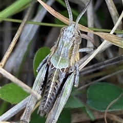 Perunga ochracea at Whitlam, ACT - 30 Sep 2024 01:39 PM