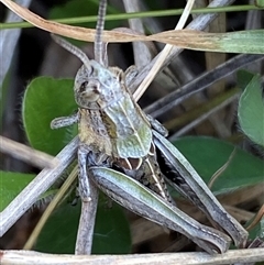 Perunga ochracea at Whitlam, ACT - 30 Sep 2024 01:39 PM