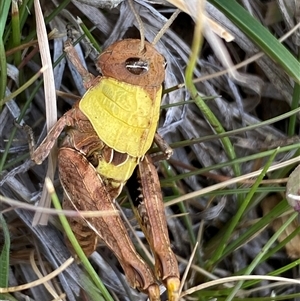 Perunga ochracea at Whitlam, ACT - 30 Sep 2024 01:13 PM