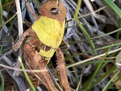 Perunga ochracea (Perunga grasshopper, Cross-dressing Grasshopper) at Whitlam, ACT - 30 Sep 2024 by SteveBorkowskis