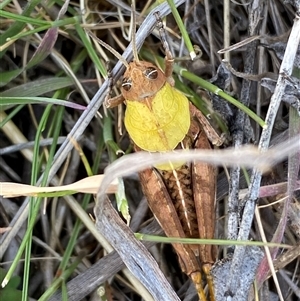 Perunga ochracea at Whitlam, ACT - 30 Sep 2024 01:13 PM