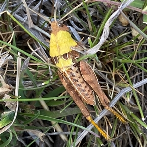 Perunga ochracea at Whitlam, ACT - 30 Sep 2024 01:13 PM