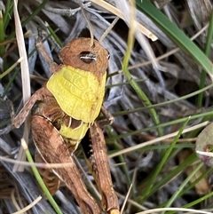 Perunga ochracea at Whitlam, ACT - 30 Sep 2024