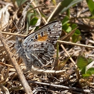 Lucia limbaria at Whitlam, ACT - 30 Sep 2024 01:58 PM