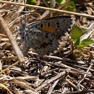 Lucia limbaria at Whitlam, ACT - 30 Sep 2024 01:58 PM