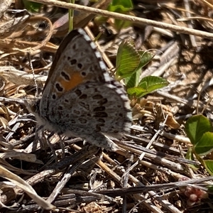 Lucia limbaria at Whitlam, ACT - 30 Sep 2024 01:58 PM