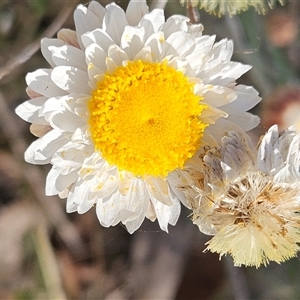 Leucochrysum albicans subsp. tricolor at Whitlam, ACT - 28 Sep 2024 03:07 PM