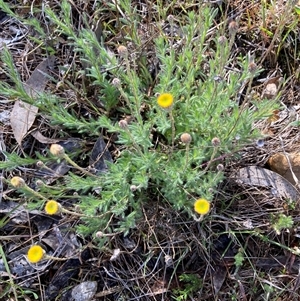 Leptorhynchos squamatus subsp. squamatus at Bruce, ACT - 30 Sep 2024