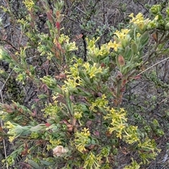 Pimelea curviflora var. gracilis at Booth, ACT - 30 Sep 2024