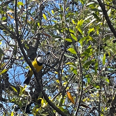 Pachycephala pectoralis (Golden Whistler) at Lawson, NSW - 29 Sep 2024 by Clarel