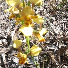 Diuris nigromontana (Black Mountain Leopard Orchid) at Bruce, ACT - 29 Sep 2024 by JohnGiacon