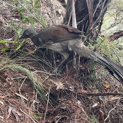 Menura novaehollandiae (Superb Lyrebird) at Blue Mountains National Park, NSW - 28 Sep 2024 by Clarel