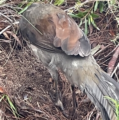 Menura novaehollandiae at Blue Mountains National Park, NSW - 28 Sep 2024