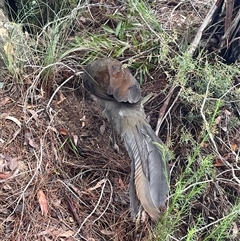 Menura novaehollandiae at Blue Mountains National Park, NSW - 28 Sep 2024 12:03 PM