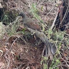 Menura novaehollandiae at Blue Mountains National Park, NSW - 28 Sep 2024 12:03 PM