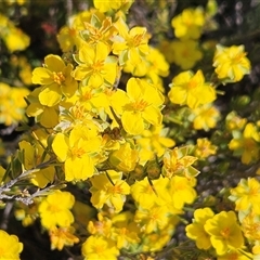 Hibbertia calycina (Lesser Guinea-flower) at Whitlam, ACT - 28 Sep 2024 by sangio7