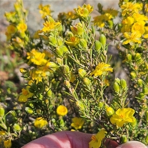 Hibbertia calycina at Whitlam, ACT - 28 Sep 2024 03:11 PM