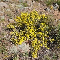 Hibbertia calycina at Whitlam, ACT - 28 Sep 2024 03:11 PM