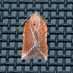 Arachnographa micrastrella (A Concealer moth (Wingia group)) at Harrison, ACT - 29 Sep 2024 by DPRees125