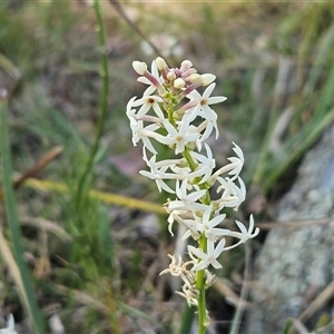 Stackhousia monogyna at Whitlam, ACT - 28 Sep 2024 03:12 PM