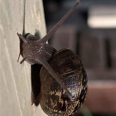 Cornu aspersum (Common Garden Snail) at Braidwood, NSW - 30 Sep 2024 by stellabellaxx