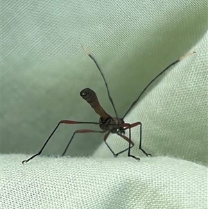 Enchoptera apicalis at Braidwood, NSW - 28 Sep 2024 04:08 PM