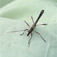 Enchoptera apicalis at Braidwood, NSW - 28 Sep 2024