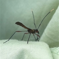 Enchoptera apicalis at Braidwood, NSW - 28 Sep 2024 04:08 PM