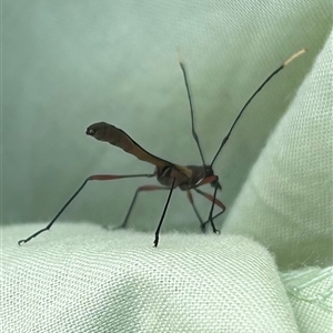 Enchoptera apicalis at Braidwood, NSW - 28 Sep 2024 04:08 PM