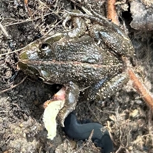 Limnodynastes tasmaniensis at Braidwood, NSW - 28 Sep 2024