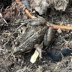 Limnodynastes tasmaniensis at Braidwood, NSW - 28 Sep 2024