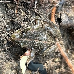 Limnodynastes tasmaniensis at Braidwood, NSW - 28 Sep 2024