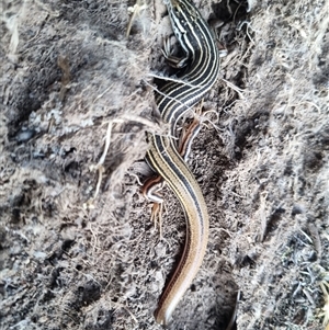 Ctenotus taeniolatus at Bungendore, NSW - suppressed