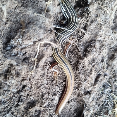 Ctenotus taeniolatus (Copper-tailed Skink) at Bungendore, NSW - 30 Sep 2024 by clarehoneydove