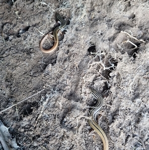 Ctenotus taeniolatus at Bungendore, NSW - suppressed