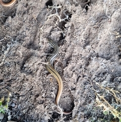 Ctenotus taeniolatus at Bungendore, NSW - suppressed