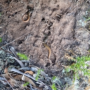 Ctenotus taeniolatus at Bungendore, NSW - suppressed