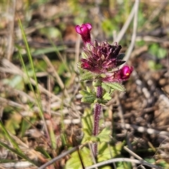 Parentucellia latifolia (Red Bartsia) at Whitlam, ACT - 28 Sep 2024 by sangio7