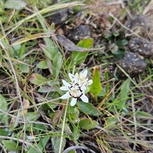 Wurmbea dioica subsp. dioica at Whitlam, ACT - 28 Sep 2024 03:17 PM